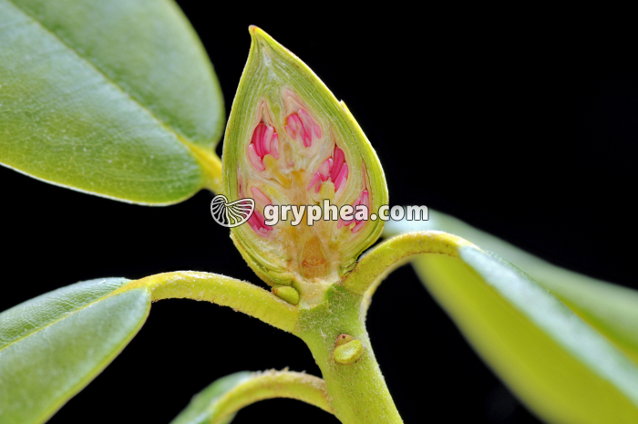 Rhododendron - Bourgeon floral en CL - gryphea.com